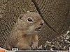 Chipmunk Has a Great Sense of Humor