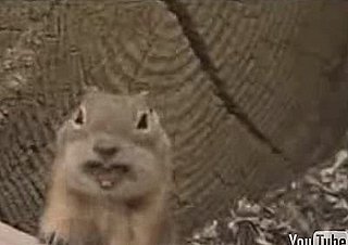 Now We Know What That Cute Little Chipmunk Was Giggling About!
