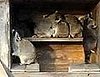 Raccoon House Party!