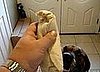 Dog Eats Bean Burrito in One Bite