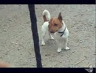 Cute Alert: Little Dog Herds a Horse!