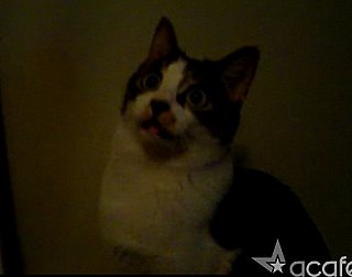Cute Alert: Cat Talks to Laser Pointer