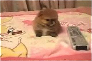 Tiny Japanese Dog