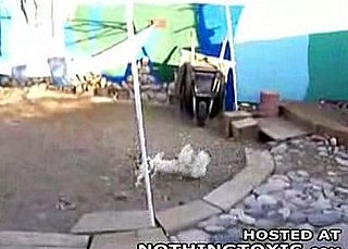 Chickens: Barnyard Police