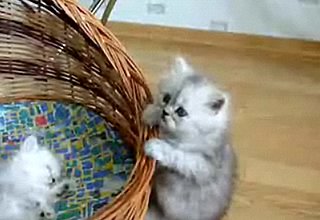 Cute Alert: Kitten vs. Basket