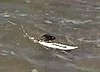 Surfing Rats