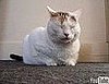 Cute Alert: Bella the Folk-Singin' Kitty!