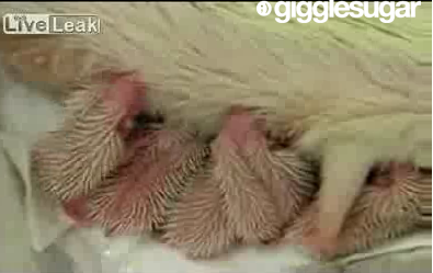 Cute Alert: One-Day-Old Albino Hedgehogs