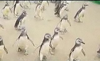 Cute Alert: Rehabbed Penguins Get Released!