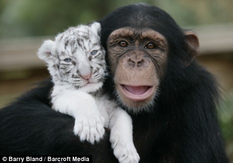 Cute Alert: Chimp Adopts Tiger Cubs