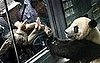 Pandas Fed Chicken Soup to Soothe Stress