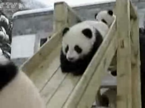 Baby Pandas Playing