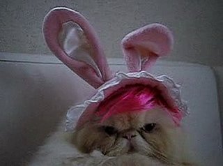 Funny Angry Cat With Bunny Ears