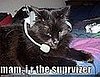 The Best of Talking Cats on GiggleSugar!