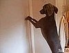 Weimaraner Tries to Open Door