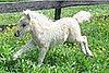 Cute Alert: Tiny Horse Runs Like the Wind