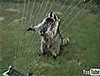 Cute Alert: Raccoon Plays the Harp