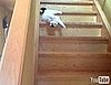 Cat Acts Like a Slinky
