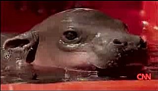 Monifa the Baby Pygmy Hippopotamus