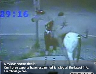 Videotape of Drunk Man Trying to Mount Fiberglass Horse