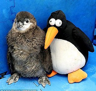 Cute Alert: Baby Penguin's BF Is a Stuffed Penguin!