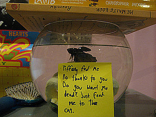This Fish Is Pissed