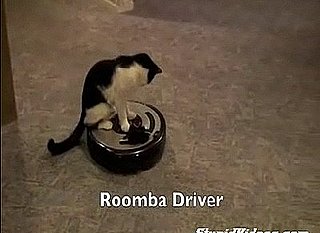 Roomba: Cat Sold Separately