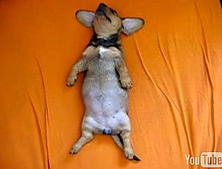 Cute Alert: Baby Dachshund's Out Cold