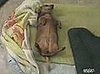 Cute Alert: Is This Dachshund Asleep?