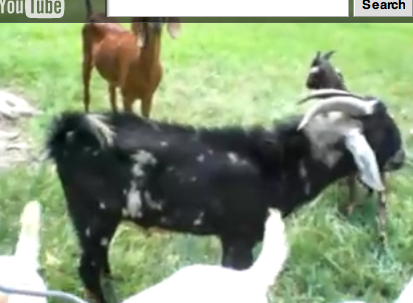 Goat Sounds Human