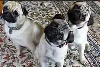 Cute Alert: Pug Head Tilt