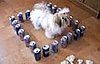 Dog Trapped in Fortress of Cans