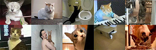 GiggleSugar's Best Cat Videos of 2008