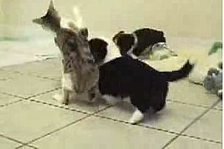 Cat vs. Stubby-Legged Psycho Pups
