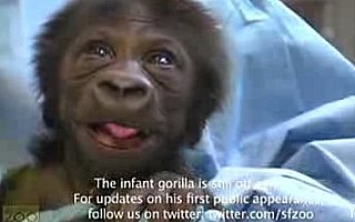Baby Gorilla Is Freaky Cute
