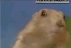 The Dramatic Chipmunk: Evolution of an Internet Sensation