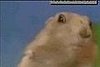 The Dramatic Chipmunk: Evolution of an Internet Sensation