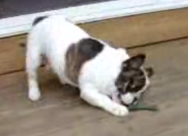 Dog Spins Himself Dizzy