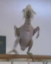 Oscar the Featherless Dancing Cockatoo