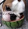 Bulldog Eats Watermelon