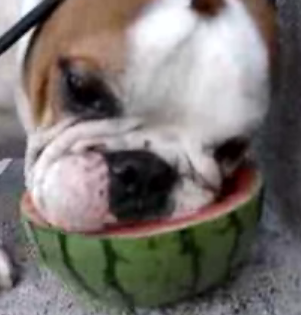 Bulldog Eats Watermelon