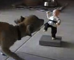 Chihuahua Versus Karate Toy Chihuahua Versus Karate Toy