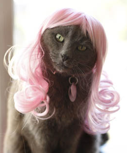 Kitty Wigs!