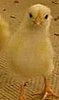 Baby Chick Falls Asleep