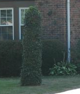 Sexy Lawnscape