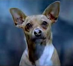 Viva Chihuahuas! Viva Chihuahuas!