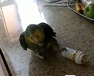Parrot Versus Medicine Bottle