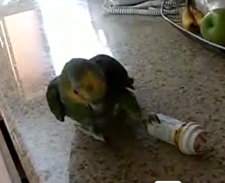 Parrot Versus Medicine Bottle