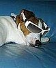 Dog in Thong