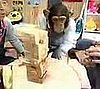 Chimpanzee Plays Jenga